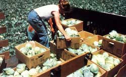 Glean picked a quarter of a million pounds of produce in 1989 for a local food bank.